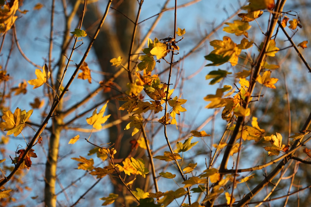 Autumn leaves on a solar panel with golden sunlight